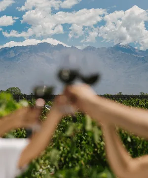 A toast in the vineyard with the Andes range in the background