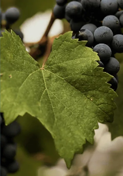 Malbec cluster ripening on the vine, Uco Valley, Mendoza