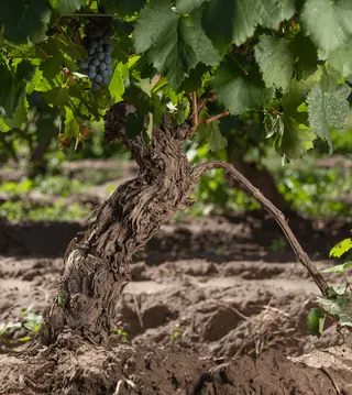 Ungrafted old vine in La Consulta, Uco Valley