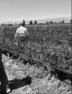 Hand harvest in the high-altitude vineyards of the Uco Valley