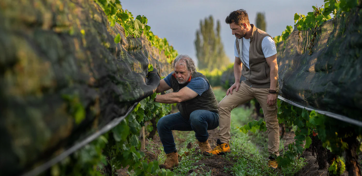 Marcelo Pelleriti and Miguel Priore inspecting the vines between the rows of a vineyard in the Uco Valley