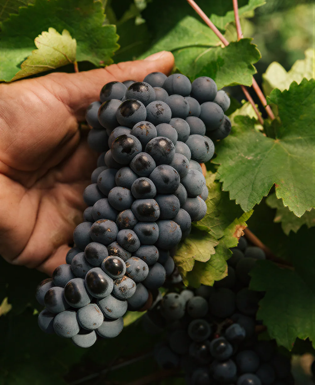 Bunch of Malbec held in the hand during harvest